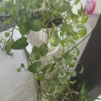 پتوس سالم|ماهی|تربت‌حیدریه, آسایش|دیوار