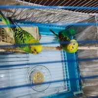 یک جفت مرغ عشق دستی|پرنده|ری, شهید غیوری (ابن باویه)|دیوار