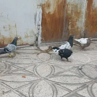5تا کفتر پرشی نر و قفس