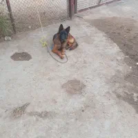 واگذاری سگ|سگ|دزفول, |دیوار