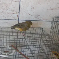 قناری نروماده|پرنده|برخوار, |دیوار