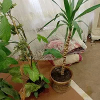 گل طبیعی|گل و گیاه طبیعی|چناران, |دیوار