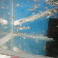 ماهی گوپی ماده