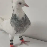 طوقی الماسی هفت‌رنگ ماده|پرنده|شوش, |دیوار