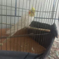 عروس هلندی سخنگو|پرنده|اصفهان, شهرستان|دیوار