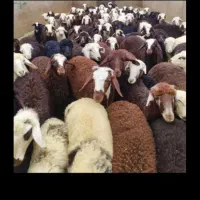 بره پای پروار