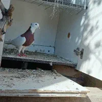 کفتر دوتا باهم