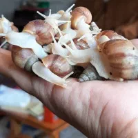 فروش حلزون آچاتینا آلبینو مولد و جوجه