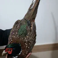 مرغ وخروس امریکایی