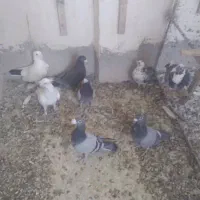 کفتر کبوتر پلاکی سالم زرنگ صحیح سالم طوقی بهبهانی