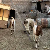 بز افغانی دوقلو