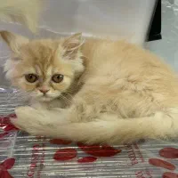 بریتیش پرشین (سفید و گارفیلدی)|گربه|رشت, لاکانی|دیوار