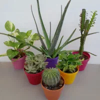 گل وگیاه زیبا|گل و گیاه طبیعی|تهران, بنی‌هاشم|دیوار