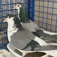 کبوتر نر ماده واز دمگیر شوخ ظالم