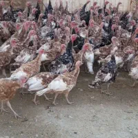 بوقلمون بوربون