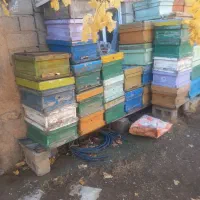 کندو وطبق|لوازم جانبی حیوانات|بیستون, |دیوار