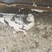 کفتر فروشی|پرنده|تهران, گرگان|دیوار