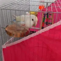 طوطی برزیلی گم شده|حیوانات|مرودشت, علی‌آباد‎|دیوار