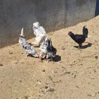 ۸عدد خروس گلین چهل تاج وریشو اصل