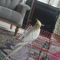 عروس هلندی لوتینو|پرنده|فردوس (خراسان), |دیوار