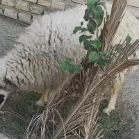 میش|حیوانات مزرعه|سراوان, |دیوار