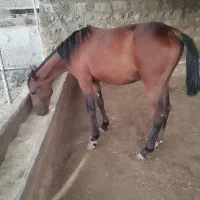 سه عدد مادیان عشایری معاوضه با گوسفند وبز