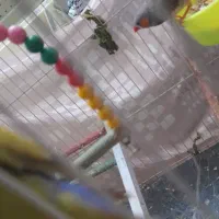 مرغ دستی و فنچ معاوضه با انگشتر نقره|پرنده|مشهد, فدک|دیوار