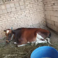 اهواز سویسه