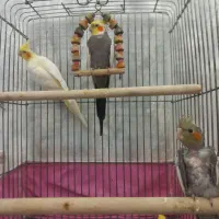 جفت عروس هلندی سخنگو مولد با جوجه|پرنده|اردبیل, |دیوار