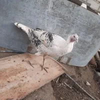 بوقلمون نر و ماده|حیوانات مزرعه|گنبد کاووس, |دیوار