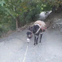 خر نر الاغ|حیوانات مزرعه|سنندج, |دیوار