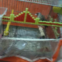 سهره نرماده جوجه قفس خوش روخ سه ساله