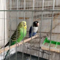 عروس هلندی .طوطی برزیلی ابی .مرغ عشق سبز|پرنده|نسیمشهر, |دیوار