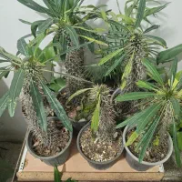 3 تا گل مقاوم وکم نور قیمت مناسب واستون شارژ کردیم|گل و گیاه طبیعی|سبزوار, عظیمیان|دیوار