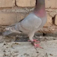 کفتر پرنده درخاستی درخدمتم
