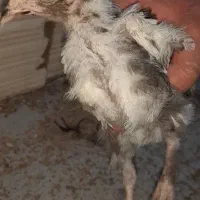 جوجه و نوچه مرندی و لهستانی|حیوانات مزرعه|قم, شهدا|دیوار