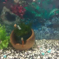 ماهی آکواریوم|ماهی|مه ولات, |دیوار