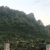 زمین باغ کیوی|فروش زمین و ملک کلنگی|ویلکیج, |دیوار