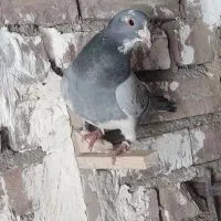 کفتر