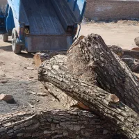 هرس گردو وپیوند