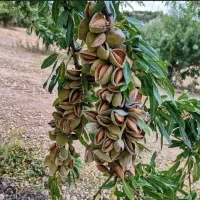 تولیدکننده نهال انواع صنوبر، میوه، گردو، بادام|خدمات باغبانی و درختکاری|شاهین‌شهر, ۹ دی|دیوار