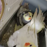 جفت عروس هلندی با جوجه و تخم