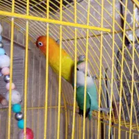 طوطی برزیلی ومرغ عشق|پرنده|تهران, سردارجنگل|دیوار