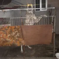 سگ سرابی ۳ ساله نر