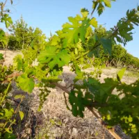 نهالستان حسینی|خدمات باغبانی و درختکاری|یاسوج, |دیوار