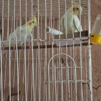 عروس‌هلندی‌مرغ‌عشق