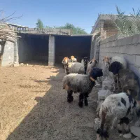 میش بختیاری|حیوانات مزرعه|شوشتر, |دیوار