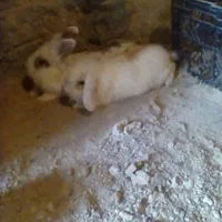 خرگوش و ماهی و کبوتر