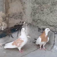 کفتر یا کبوتر