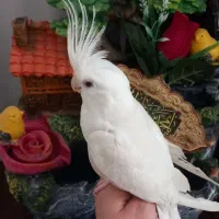 عروس هلندی آلبینو نیمه دستی